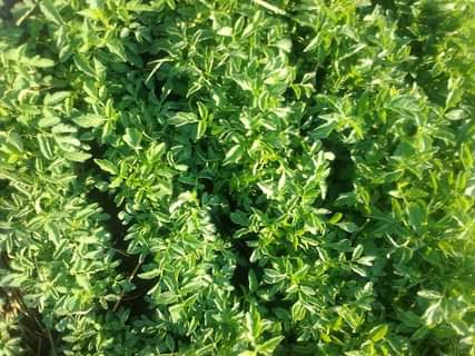 seedlings