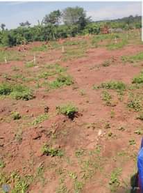 A picture of 3 plots for sale in an estate in kasawo mukono