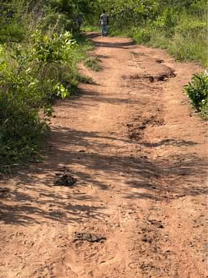 A picture of 50 acres in kayunga Bbale at 6m each