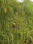 A picture of 10 fertile acres on sale all 120m with ready tittle