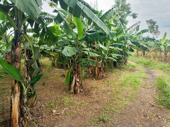 A picture of 3arces for sale 20m instruments allowed call Whtapp 0708304538