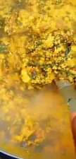 A picture of Who is ur foodstuffs plug na that nasarawa egusi wey