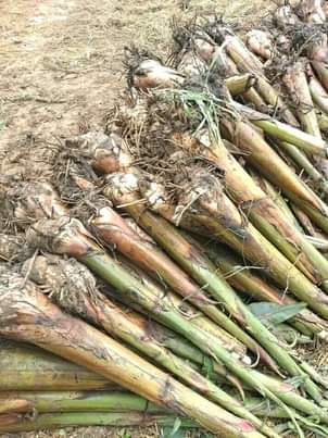 A picture of Mbegu za mazao