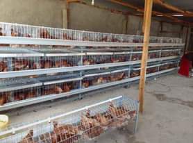 A picture of Chicken Battery Cages