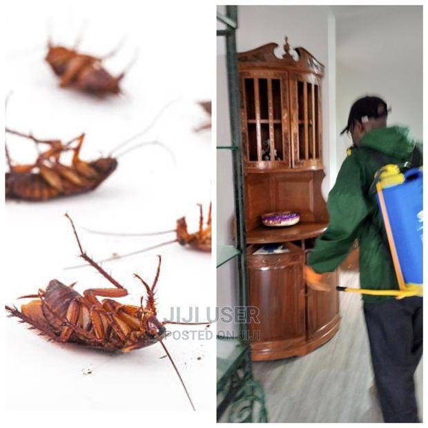A picture of Fumigation services against all such vectors pests as bedbugs cockroaches