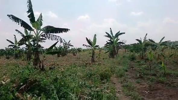 A picture of Land