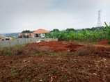 A picture of Nansana naluvule