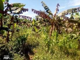 A picture of Plot of land