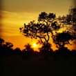 A picture of Saadani national park
