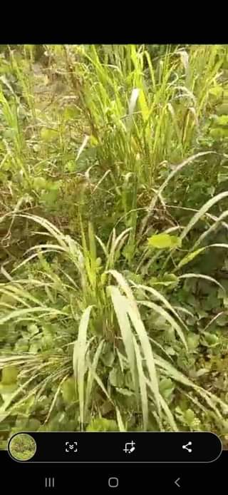 A picture of Plots of land