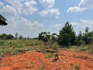 A picture of plot of 50ft by 50ft in mukono kibiribiri at 4m