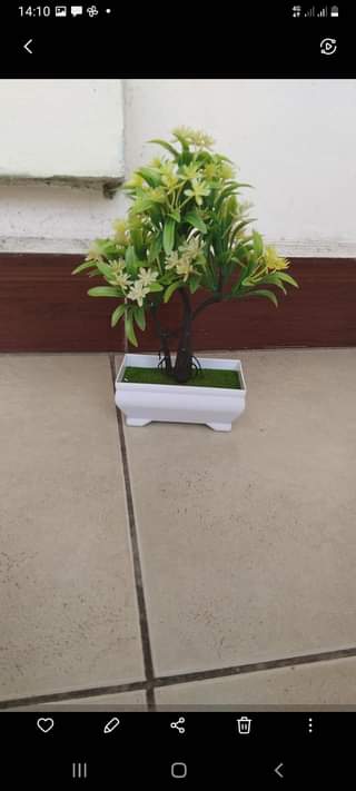 maua