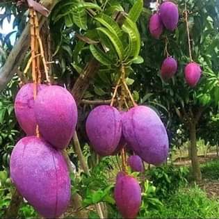 A picture of Mikoani tunasafirisha kwa bas Tanzania mzima 0782777704