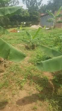 A picture of mailo land