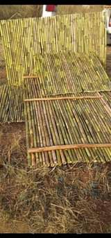 Bamboo S.