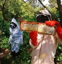 A picture of 33 000 Ugshs only get BEE KEEPING guide and information