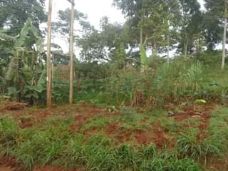A picture of 200 by 100ft 50decimals land on sale by owner along