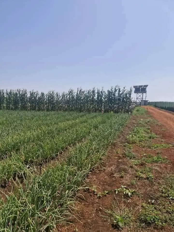 agricultural