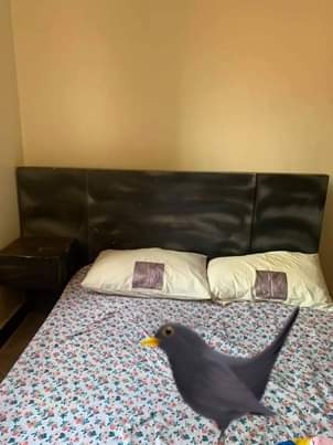A picture of Sofa