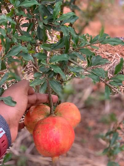 A picture of Fruit seedlings