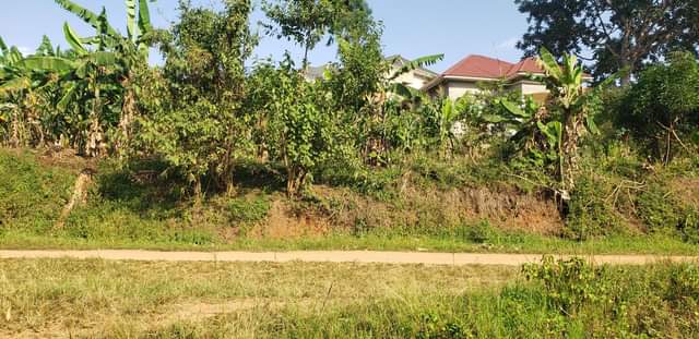 A picture of Bulondo off