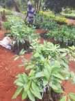 A picture of miche ya matunda ya mda mfupi miaka miwili hadi mitatu