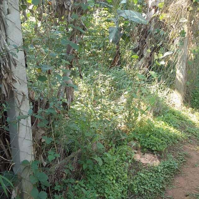 A picture of Land
