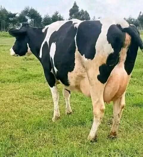 A picture of MILK COWS FOR SALE AND LOCAL COWS FOR MEAT