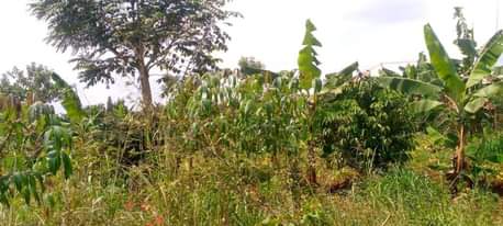 A picture of Plot bombo 100 100ft
