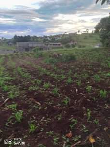 A picture of Kiwanja kinauzwa ipo mtaa losirwaai