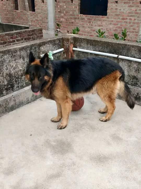 A picture of NO DOG NO LIFE 0775682272 0753330527