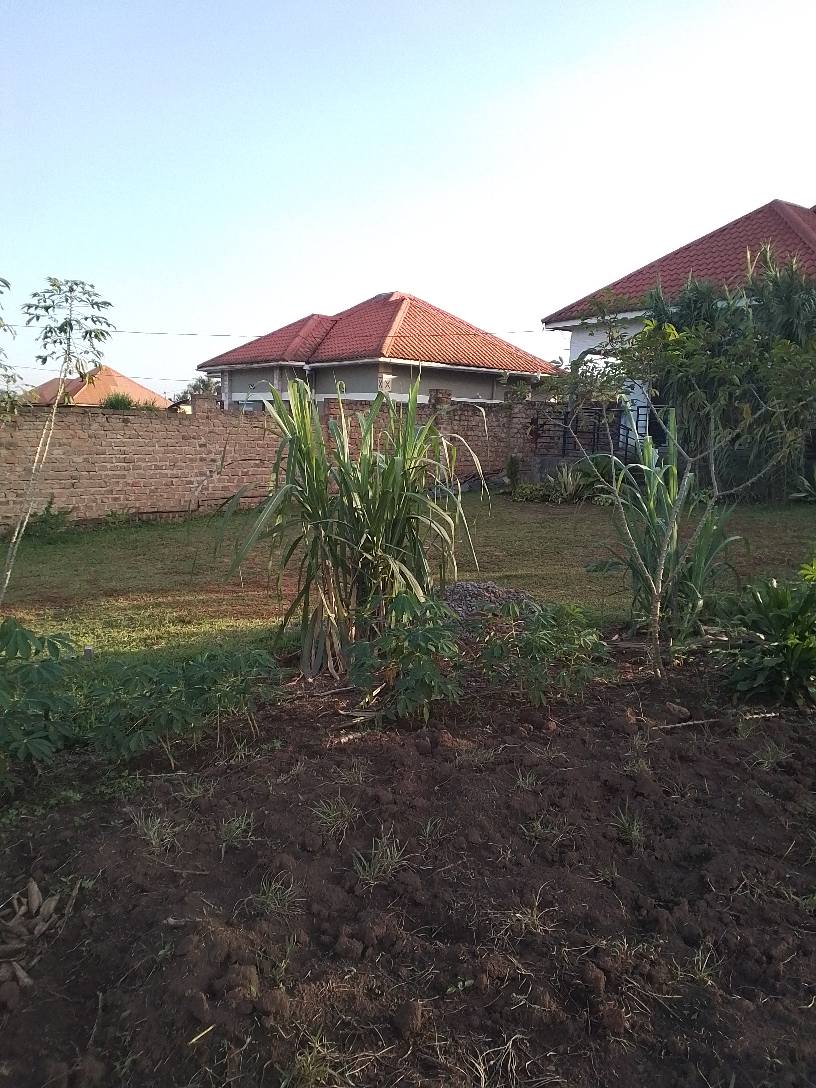 A picture of BUSUBUZI DEAL plot size 50 100fts with uncut title on