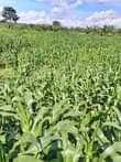 A picture of Good Good News 25 Acres zipangisibwa For hire with maize