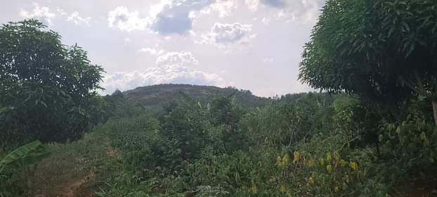A picture of Zirobwe 10acres on Kabaka land selling 5million each 7kms from