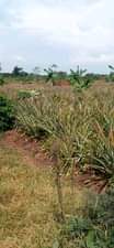 A picture of 18 acres for sale in Luwero Kakooge at 3 5m