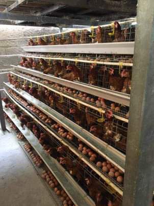 A picture of Chicken Battery Cages