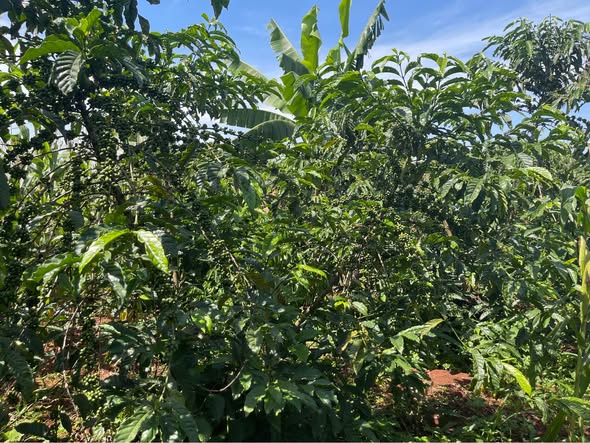 A picture of 3 FERTILE ACRES FOR SALE IN KYANYA NAKASEKE