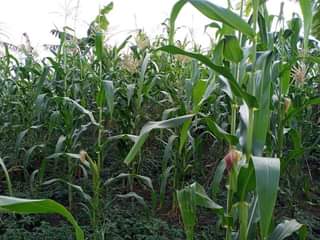 A picture of 100 arces for sale at luwero kabunyata town at 7m
