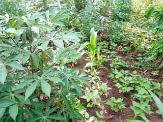 A picture of 100 100FT FOR SALE IN NAKASEKE SEMUTO 4 5M WITH