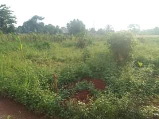 A picture of 50 by 100 ft for sale along mukono katosi road