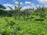 A picture of Plots at 25m KiwendA