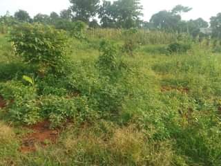 A picture of 50 by 100 ft for sale along mukono katosi road