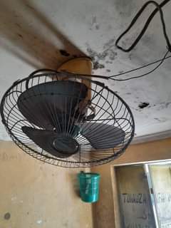 fans