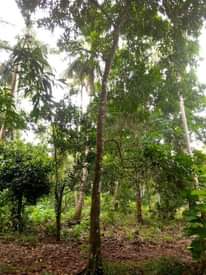 A picture of Shamba linauzwa lipo machui