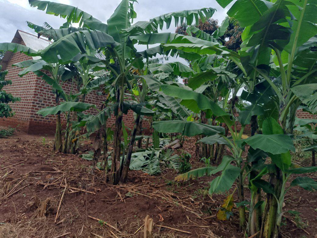 A picture of PLOT FOR SALE IN NAKASEKE KAPEEKA