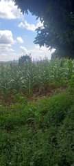 A picture of Call for grab 0705426280 25 45ft land with power and