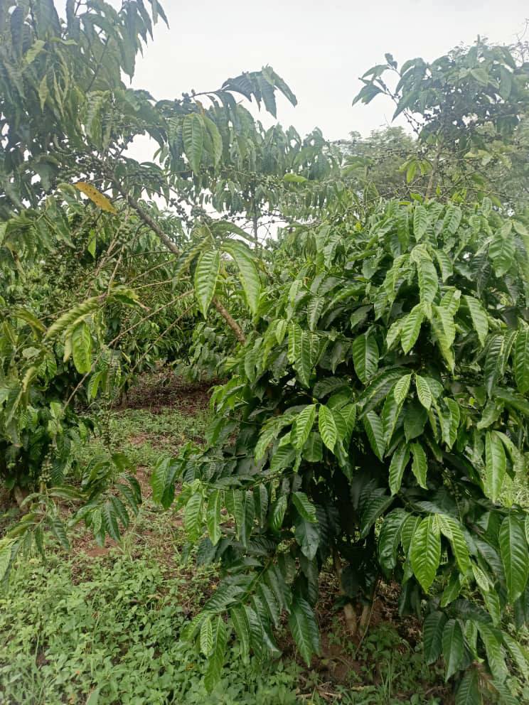 A picture of 5 fertile acres of land on sale all at 125m