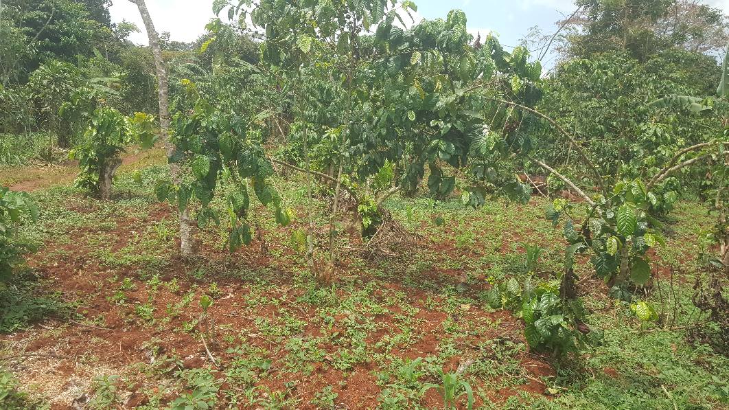 A picture of PLOTS IN MUKONO KATOSI ROAD KISOGA TOWN