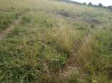 A picture of 2 fertile acres for on sale all at 13 5m