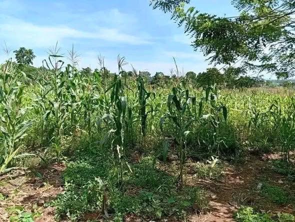 A picture of 1 acre on jinja rd after mabira najjembe buvuunya